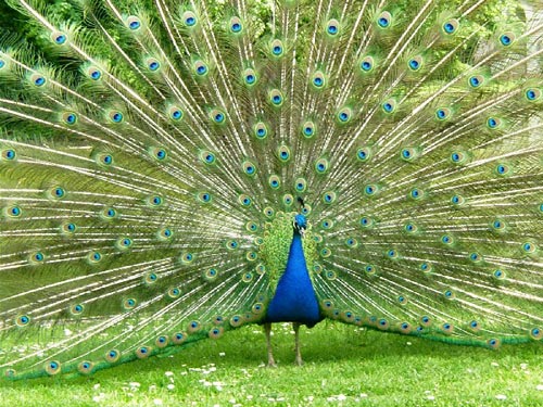 Những sự thật thú vị về chiếc đuôi công
